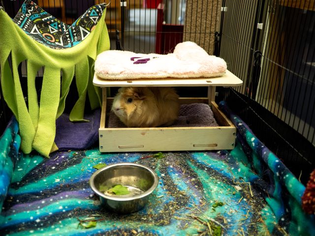 A guinea pig sits in its cage next to a bowl of water and a cozy bed, looking content and curious.